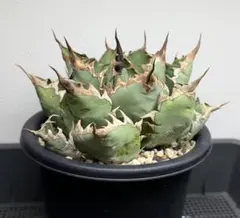 アガベ グアダラハラナ ドワーフ コンパクト 圓葉瓜達 - メルカリ