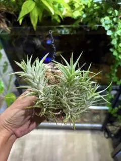 植木鉢三点セット 検)バリエム インビジブルインク valiem カタチ
