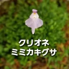 Aya’s flea market様 リクエスト 2点 まとめ商品