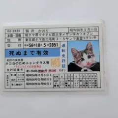 Item thumbnail for item cab95d14-86a8-40c5-948e-e8283473583a