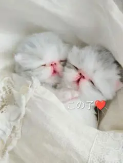 生後２日♡生まれたて子猫ちゃん♡エキゾベビー♡お布団セット♡アートドール♡ エキゾベビー♡生後3日♡赤ちゃん子猫ちゃん♡アートドール