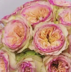 薔薇 バラ苗 接木苗 希少品種入手困難Flashbacksummerhouseのサムネイル