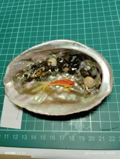 Item thumbnail for item 1908fa1c-dd42-4dfb-b7bd-d29882d67a69