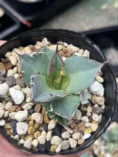 AGAVE OTEROI アガベ オテロイ2024年実生青葉系 - メルカリ