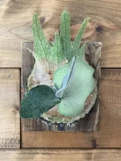 2025年最新】auburn riverの人気アイテム - メルカリ