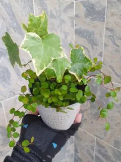 斑入りアイビーとワイヤープランツ 寄せ植えのサムネイル