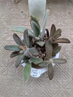 さとブー様 リクエスト 2点 まとめ商品