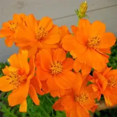 コスモス　　オレンジ　花の種　黄花コスモス