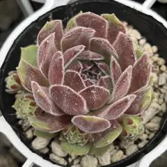 ブロンズパステル1つセンペルビウム多肉植物 - メルカリ