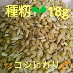 2026年最新】種もみの人気アイテム - メルカリ