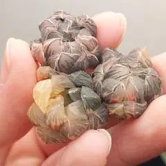 ゆ*ぞ様 【特価】ハオルチア　オブツーサ錦　総柄　3株セット