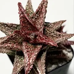 2026年最新】王様トマト多肉植物の人気アイテム - メルカリ