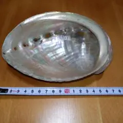 天然 鮑貝 アワビ 置物 インテリア オブジェ
