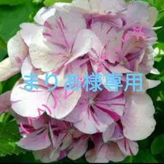 まりあ様専用　紫陽花　絞りピンク　抜き苗　T