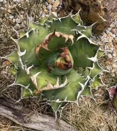 アロエ　ハイブリッド　Aloe hybrid 第四種　Ma61 アロエ ハイブリッド【Aloe hybrid】010 – linkplants -リンクプランツ-