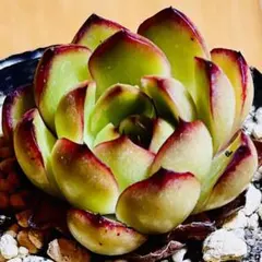 2026年最新】多肉植物リンゼアナの人気アイテム - メルカリ