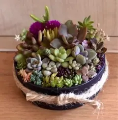 大容量　多肉植物　寄せ植え　育て方メモつき❤️ カラフル