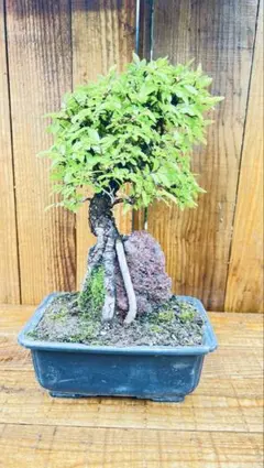 深山かいどう現品一点物 海棠カイドウmiyamakaidou bonsai - メルカリ