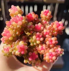 みぃ様 ご専用　值引70円　リクエスト 2点 まとめ商品