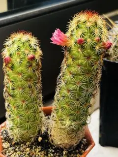 越冬済み 柱サボテン 鬼面角 10頭発根 サボテンブランチ メキシコ