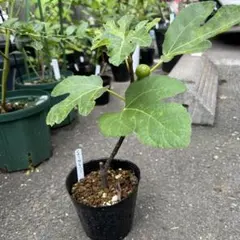 イチジク　アゾレスダーク　シャーアンバー　ロングネック　他　挿木　苗 イチジク アゾレスダーク シャーアンバー ロングネック 他 挿木