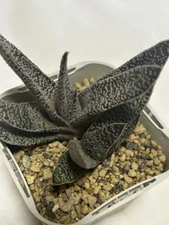 多肉植物 ハオルチア 玄氷錦 - メルカリ
