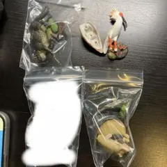 2026年最新】日本の天然記念物 海洋堂の人気アイテム - メルカリ