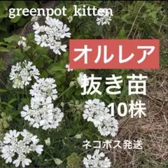 2026年最新】オルレア 苗の人気アイテム - メルカリ