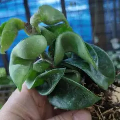ホヤ　カルノーサ　コンパクタ　観葉植物　多肉植物のサムネイル