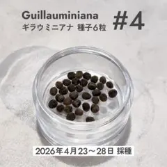 4/23〜28採取　ユーフォルビア ギラウミニアナ　種子6粒 #4のサムネイル