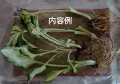斑入りギボウシ ホスタ 株分け苗 ゆうパケットポスト専用箱発送のサムネイル