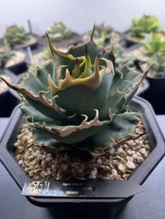 【現品】 【メルカリ便】  アガベ　チタノタ　ハデス アガベ チタノタ ハデス 中株 - メルカリ