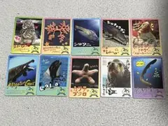 鳥羽水族館 コレクションカード vol.2 とばすいコレカ ラッコ キラ