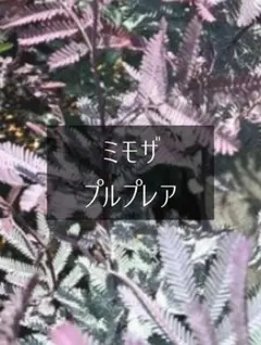 銀葉アカシア プルプレア ミモザ② ベビー苗 観葉植物 シンボルツリー 記念樹に