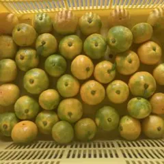 ぴっぴら様専用