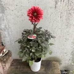 りん໒꒱· ゜様 リクエスト 2点 まとめ商品