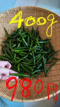 宮崎県産《新鮮》青唐辛子【ホットパラソルEX】(激辛)400g+50g増量中