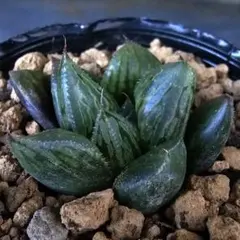 2025年最新】ハオルチア ナイルの一滴の人気アイテム - メルカリ