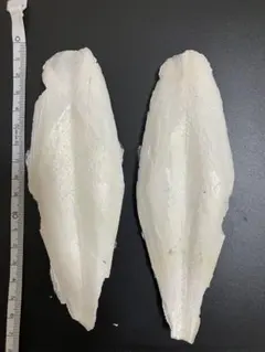 오징어, 오버사이즈, 3 슬라이스, 오징어, 오징어, 오징어
