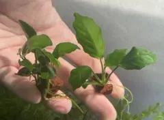 即購入OK‼️アヌビアス キングコング溶岩石付き1個小さめサイズ