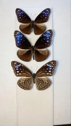 2025年最新】ツマムラサキマダラの人気アイテム - メルカリ