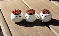 多肉植物 レッドベリーアフロ(˶﻿・ө・˶)﻿シマエナガNo.2