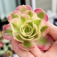 多肉植物　アエオニウム　ピンクウィッチ 美苗1株 カット苗のサムネイル