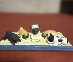 ブルドッグ　フレブル　パグ　畳　ガチャガチャ　フレンチブルドッグ 姫