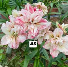 み*ん様 札落ち❣️お買い得セット どちらの花が咲くかはお楽しみ