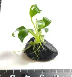 Nachu.様 リクエスト 2点 まとめ商品