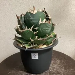 2026年最新】白鯨 親株の人気アイテム - メルカリ