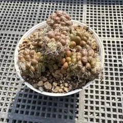 user_0293b9ec様 リクエスト 2点 まとめ商品