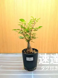 2026年最新】パキコルムスディスカラーの人気アイテム - メルカリ