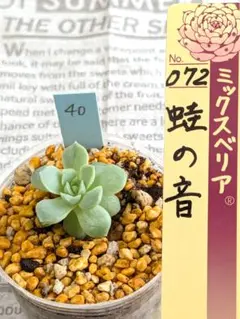 多肉植物 ミックスベリア 蛙の音 おらいさん苗 - メルカリ